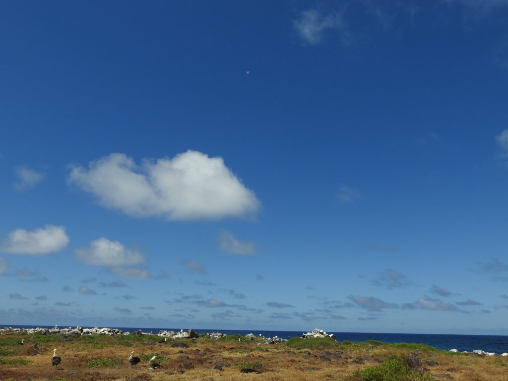 island bird colony